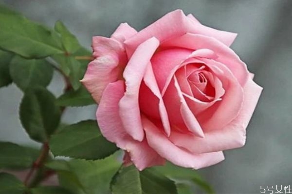 兩個孩子老公出軌還會回來嗎 男人出軌心還會回來嗎 兩個孩子老公出軌還會回來嗎 男人出軌心還會回來嗎