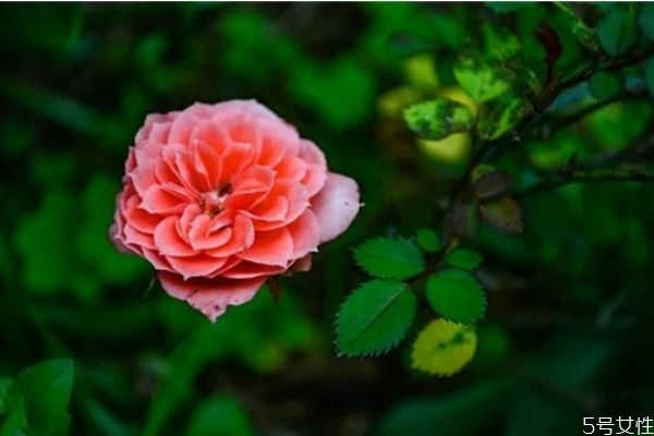 中年男人出軌的下場(chǎng) 婚前出軌與婚后出軌有什么區(qū)別 中年男人出軌的下場(chǎng) 婚前出軌與婚后出軌有什么區(qū)別