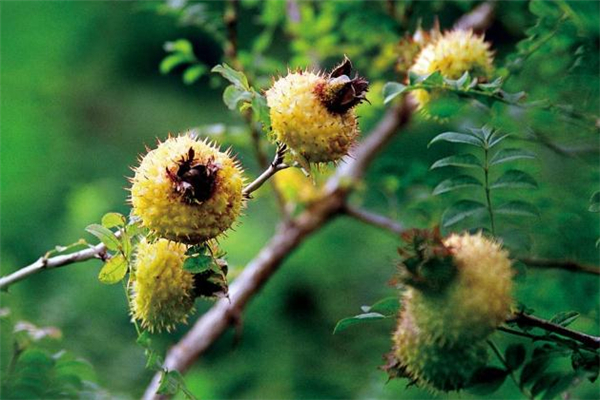野刺梨能治咳嗽嗎 野刺梨有副作用嗎 野刺梨能治咳嗽嗎 野刺梨有副作用嗎