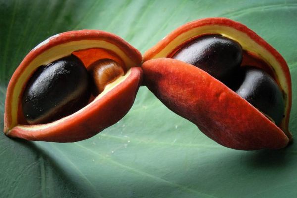 鳳眼果怎么吃比較好 鳳眼果的吃法有什么 鳳眼果怎么吃比較好 鳳眼果的吃法有什么