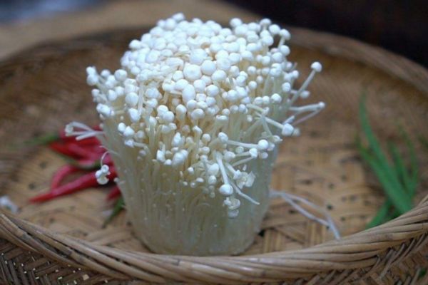 吃金針菇會胖嗎 金針菇的熱量有多少 吃金針菇會胖嗎 金針菇的熱量有多少