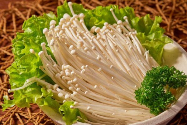 不熟的金針菇可以吃嗎 不熟的金針菇有毒嗎 不熟的金針菇可以吃嗎 不熟的金針菇有毒嗎