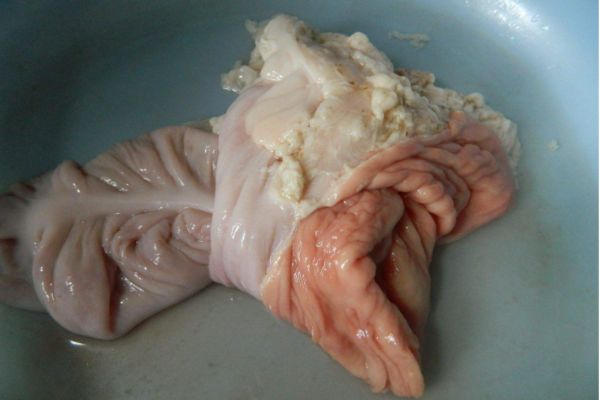 豬大腸怎么做美味 豬大腸的美味做法 豬大腸怎么做美味 豬大腸的美味做法
