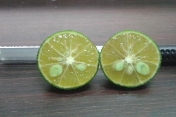 青桔檸檬水的做法 做青桔檸檬水的正確步驟 青桔檸檬水的做法 做青桔檸檬水的正確步驟