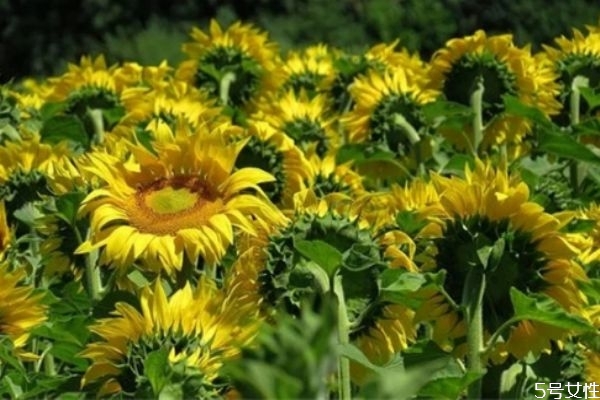 價(jià)值觀不同的夫妻如何相處 夫妻三觀不合如何挽回 價(jià)值觀不同的夫妻如何相處 夫妻三觀不合如何挽回