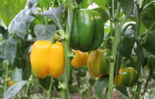 常見的轉(zhuǎn)基因食物有哪些 被誤認為轉(zhuǎn)基因的食物盤點 常見的轉(zhuǎn)基因食物有哪些 被誤認為轉(zhuǎn)基因的食物盤點