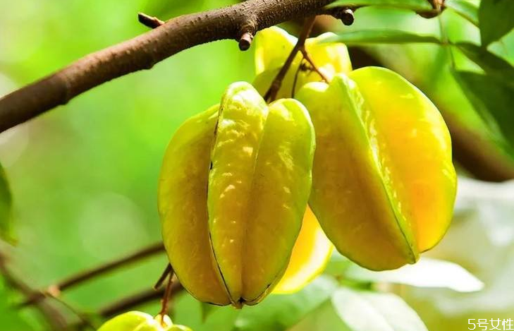 楊桃放食用堿是去農(nóng)藥還是去臘 吃之前為什么要去邊 楊桃放食用堿是去農(nóng)藥還是去臘 吃之前為什么要去邊