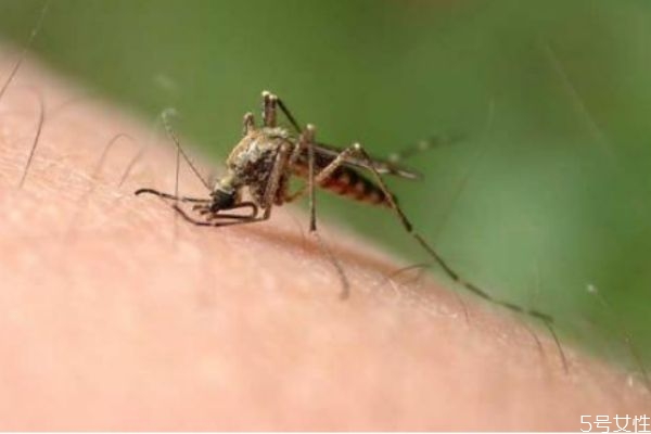 床頭放什么防蚊子 睡覺(jué)防蚊子的最好辦法 床頭放什么防蚊子 睡覺(jué)防蚊子的最好辦法