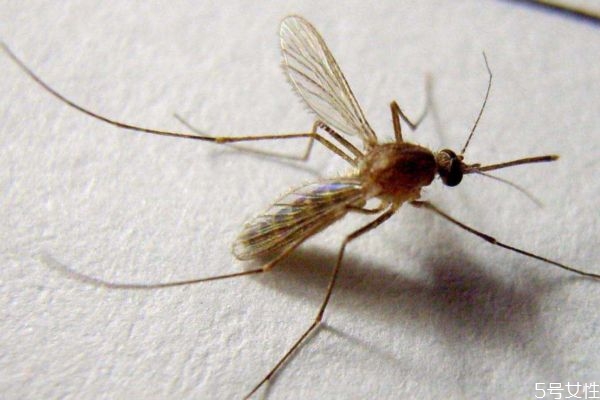 床頭放什么防蚊子 睡覺(jué)防蚊子的最好辦法 床頭放什么防蚊子 睡覺(jué)防蚊子的最好辦法