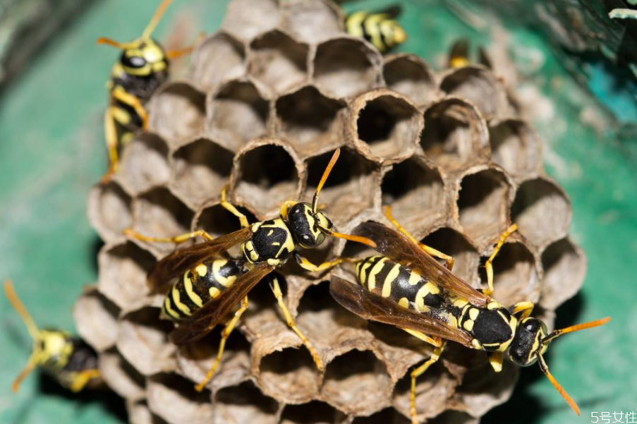 黃蜂泡酒怎么制作 黃蜂泡酒的功效 黃蜂泡酒怎么制作 黃蜂泡酒的功效