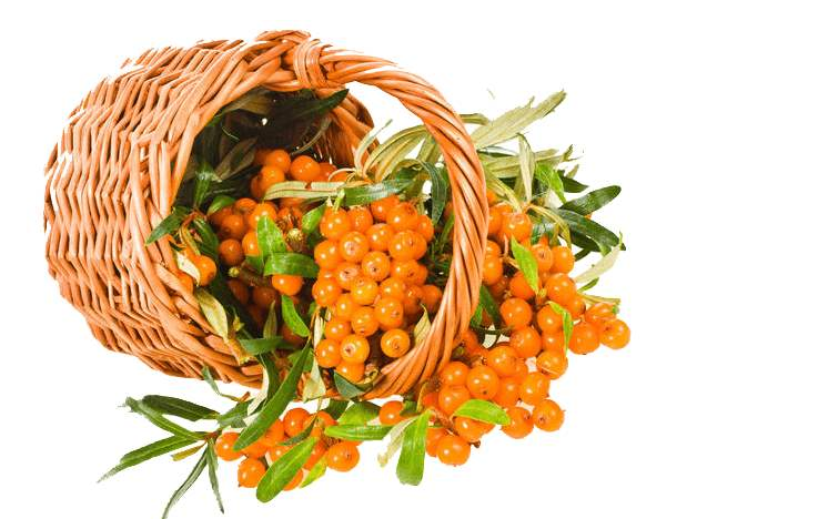 沙棘果可以泡酒嗎 沙棘果泡酒的功效 沙棘果可以泡酒嗎 沙棘果泡酒的功效