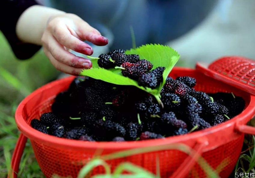 桑葚有蟲(chóng)能泡酒嗎 桑葚泡酒可以天天喝嗎 桑葚有蟲(chóng)能泡酒嗎 桑葚泡酒可以天天喝嗎