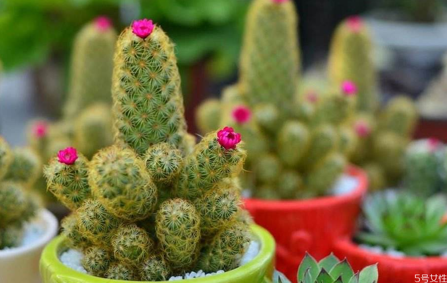 孕婦應(yīng)該怎樣防輻射 孕婦吃什么防輻射效果好 孕婦應(yīng)該怎樣防輻射 孕婦吃什么防輻射效果好