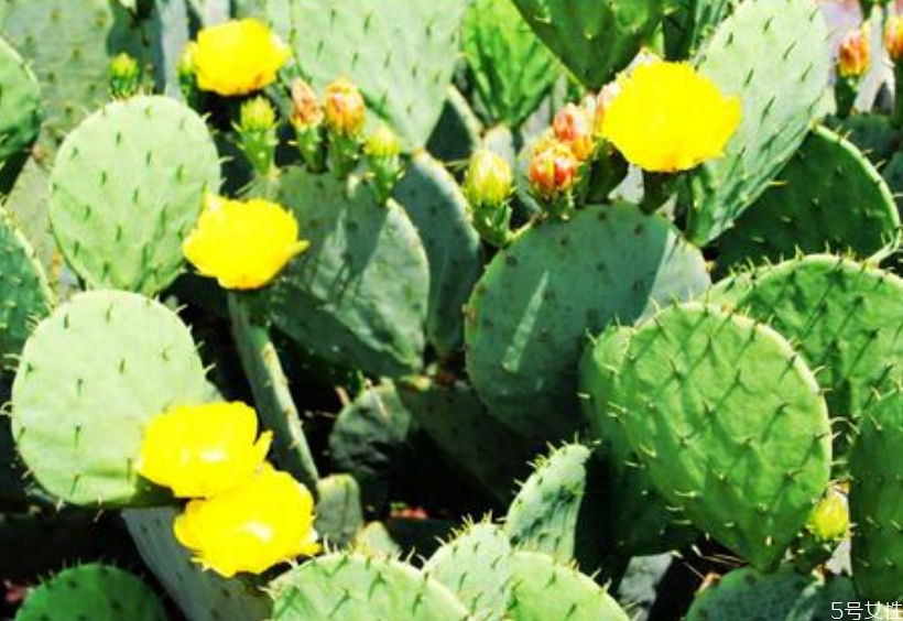 孕婦應(yīng)該怎樣防輻射 孕婦吃什么防輻射效果好 孕婦應(yīng)該怎樣防輻射 孕婦吃什么防輻射效果好