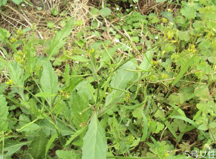 野葛菜的功效與作用 葛菜煲生魚(yú)的功效