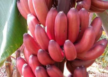 紅香蕉怎么樣才算熟 紅香蕉的功效和作用 紅香蕉怎么樣才算熟 紅香蕉的功效和作用
