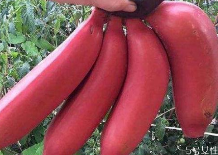 紅香蕉怎么樣才算熟 紅香蕉的功效和作用 紅香蕉怎么樣才算熟 紅香蕉的功效和作用