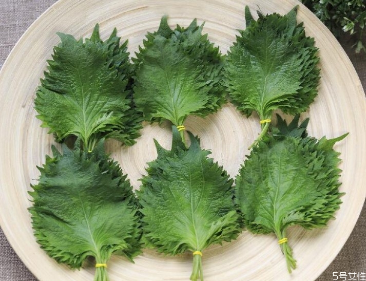 蘇子葉如何長期保存 蘇子葉的功效與作用 蘇子葉如何長期保存 蘇子葉的功效與作用