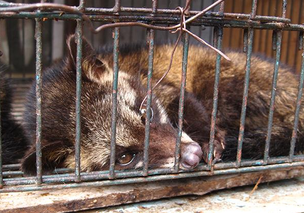 貓屎咖啡的制作過程 貓屎咖啡背后的殘忍 貓屎咖啡的制作過程 貓屎咖啡背后的殘忍