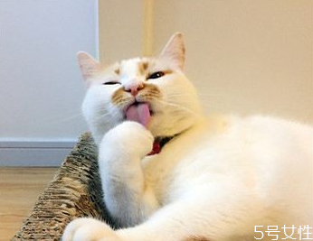 貓什么時(shí)候絕育最好 公貓最佳絕育時(shí)間 貓什么時(shí)候絕育最好 公貓最佳絕育時(shí)間