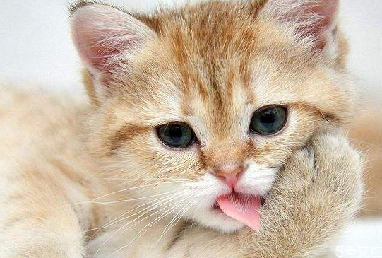 母貓絕育多少錢 母貓不絕育會怎么樣 母貓絕育多少錢 母貓不絕育會怎么樣