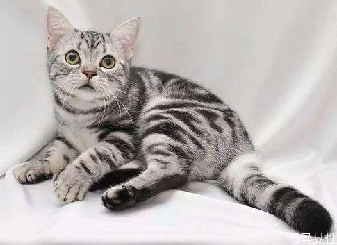 貓一到晚上就開始叫 怎么對付貓晚上叫 貓一到晚上就開始叫 怎么對付貓晚上叫