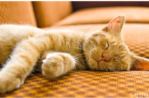 小貓養(yǎng)多久才認主人 貓咪認定主人的表現 小貓養(yǎng)多久才認主人 貓咪認定主人的表現