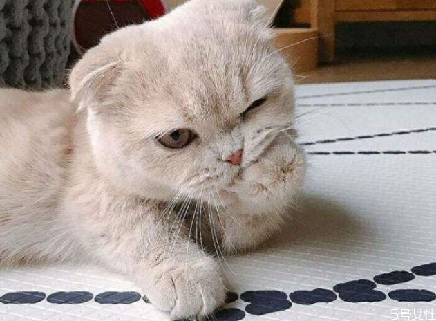 小貓養(yǎng)多久才認(rèn)主人 貓咪認(rèn)定主人的表現(xiàn) 小貓養(yǎng)多久才認(rèn)主人 貓咪認(rèn)定主人的表現(xiàn)