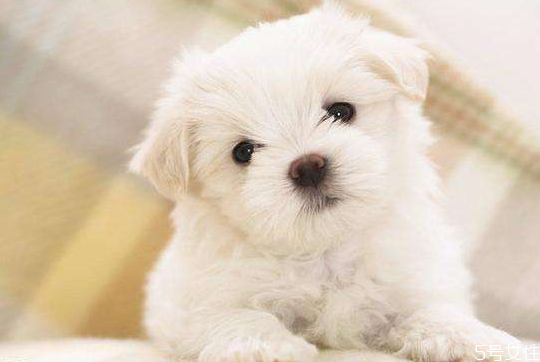 養(yǎng)貓一個月多少錢 養(yǎng)貓費錢還是養(yǎng)狗費錢 養(yǎng)貓一個月多少錢 養(yǎng)貓費錢還是養(yǎng)狗費錢