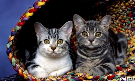 貓養(yǎng)兩只還是一只科學(xué) 養(yǎng)一公一母兩只貓注意事項(xiàng) 貓養(yǎng)兩只還是一只科學(xué) 養(yǎng)一公一母兩只貓注意事項(xiàng)