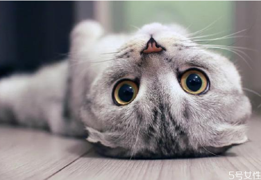 貓養(yǎng)兩只還是一只科學(xué) 養(yǎng)一公一母兩只貓注意事項(xiàng) 貓養(yǎng)兩只還是一只科學(xué) 養(yǎng)一公一母兩只貓注意事項(xiàng)