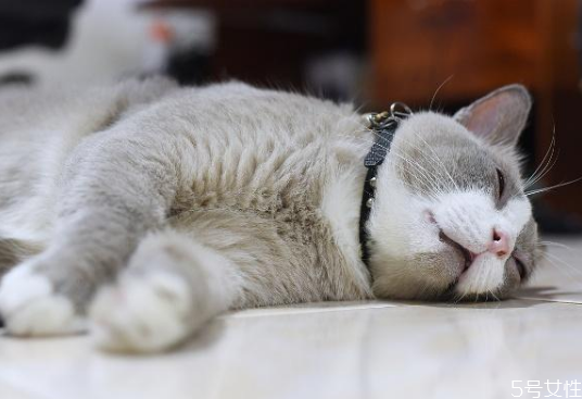 月薪3000養(yǎng)什么貓 養(yǎng)貓需要準備什么東西