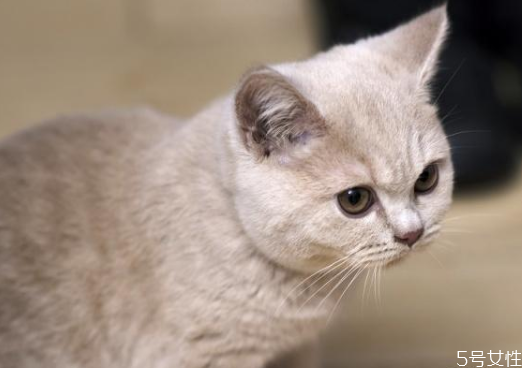 月薪3000養(yǎng)什么貓 養(yǎng)貓需要準備什么東西