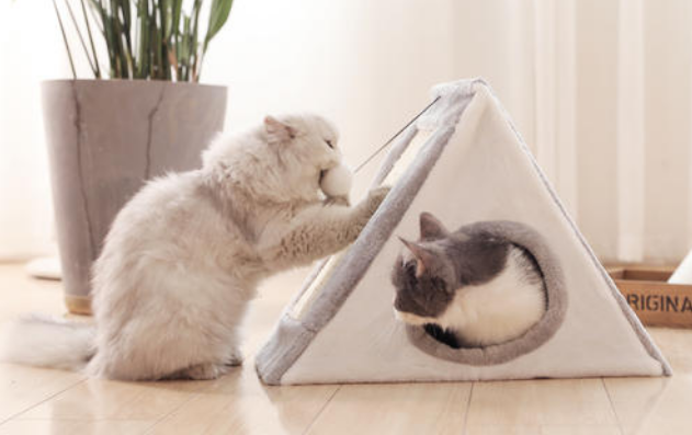 貓草怎么種 貓草多大可以吃 貓草怎么種 貓草多大可以吃