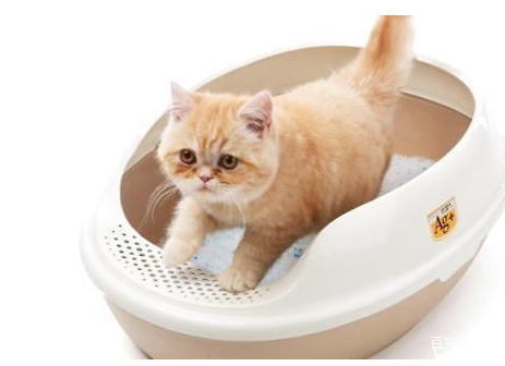 劣質(zhì)貓砂對貓的危害 便宜好用的貓砂推薦 劣質(zhì)貓砂對貓的危害 便宜好用的貓砂推薦