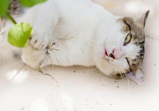 貓咪能吃貓薄荷嗎 貓多大能吃貓薄荷 貓咪能吃貓薄荷嗎 貓多大能吃貓薄荷