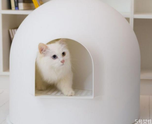 貓亂尿什么原因 貓亂尿怎么解決 貓亂尿什么原因 貓亂尿怎么解決