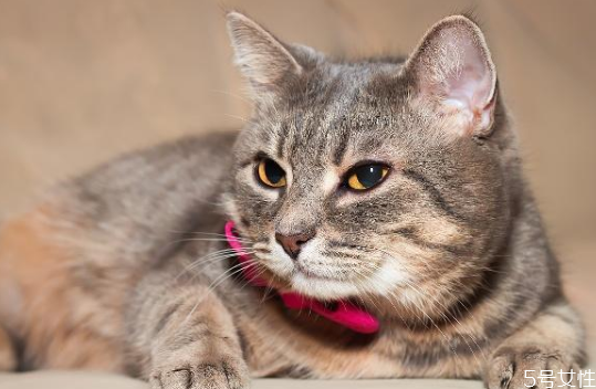 貓亂尿什么原因 貓亂尿怎么解決 貓亂尿什么原因 貓亂尿怎么解決