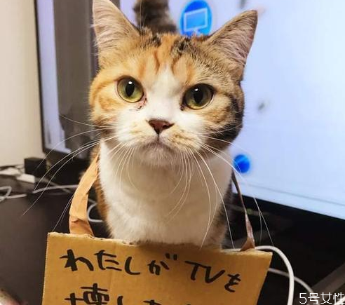 對(duì)貓最有效的懲罰 貓的道歉方式 對(duì)貓最有效的懲罰 貓的道歉方式