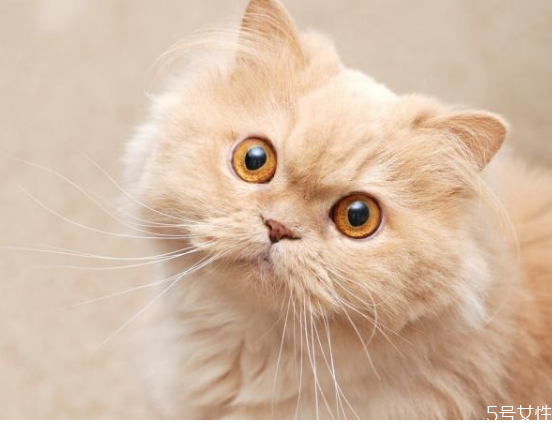 對貓最有效的懲罰 貓的道歉方式 對貓最有效的懲罰 貓的道歉方式