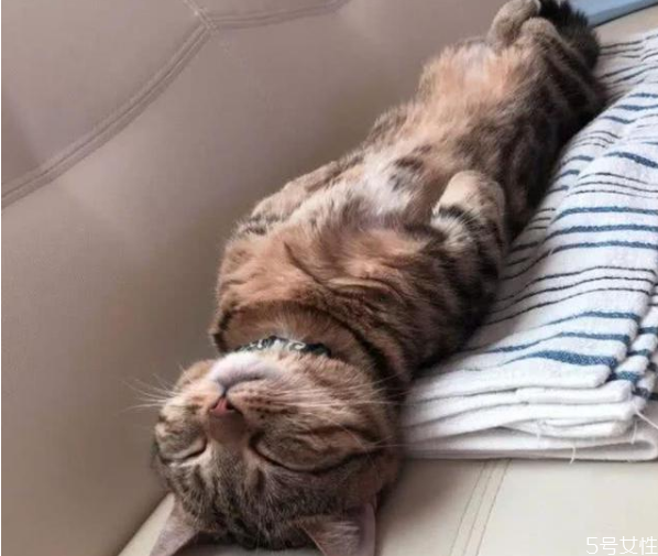貓為什么喜歡睡床尾 貓咪睡覺位置和主人關(guān)系 貓為什么喜歡睡床尾 貓咪睡覺位置和主人關(guān)系