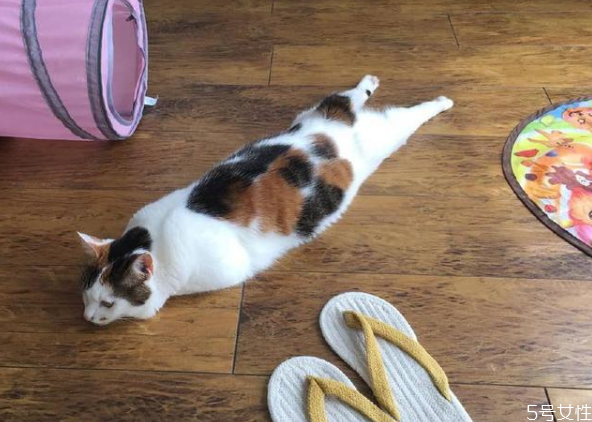 貓對主人的記憶有多久 貓咪換主人會難過嗎 貓對主人的記憶有多久 貓咪換主人會難過嗎