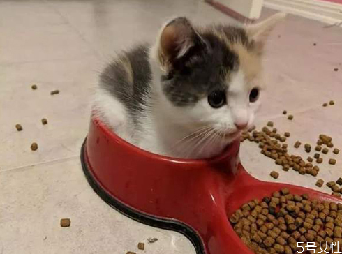 貓咪營(yíng)養(yǎng)餐怎么做 貓咪營(yíng)養(yǎng)餐如何搭配 貓咪營(yíng)養(yǎng)餐怎么做 貓咪營(yíng)養(yǎng)餐如何搭配