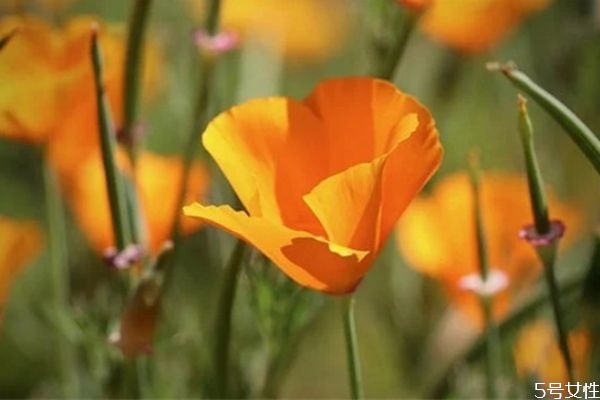 媳婦出軌有挽回成功的嗎 找到妻子出軌的原因 媳婦出軌有挽回成功的嗎 找到妻子出軌的原因