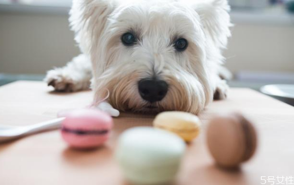 狗狗能吃巧克力嗎 狗吃巧克力怎么補救 狗狗能吃巧克力嗎 狗吃巧克力怎么補救