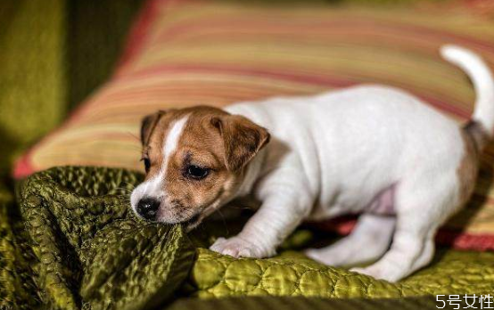 狗拉稀怎么辦 狗狗拉稀什么原因 狗拉稀怎么辦 狗狗拉稀什么原因