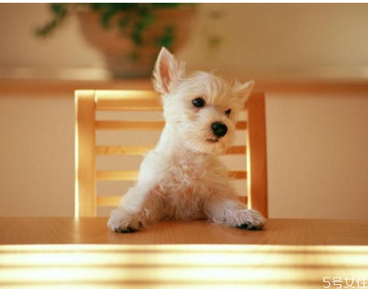 狗狗嘔吐是怎么回事 狗狗嘔吐注意事項 狗狗嘔吐是怎么回事 狗狗嘔吐注意事項