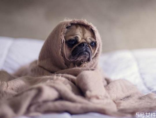 狗狗嘔吐是怎么回事 狗狗嘔吐注意事項 狗狗嘔吐是怎么回事 狗狗嘔吐注意事項