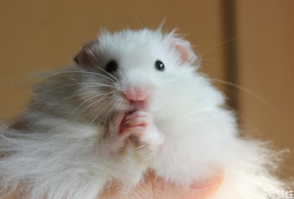 倉(cāng)鼠怎么養(yǎng) 新手如何養(yǎng)倉(cāng)鼠 倉(cāng)鼠怎么養(yǎng) 新手如何養(yǎng)倉(cāng)鼠