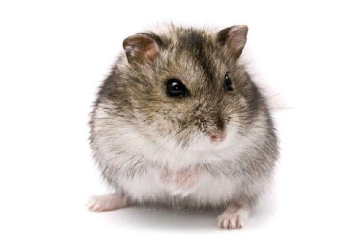 倉(cāng)鼠怎么養(yǎng) 新手如何養(yǎng)倉(cāng)鼠 倉(cāng)鼠怎么養(yǎng) 新手如何養(yǎng)倉(cāng)鼠